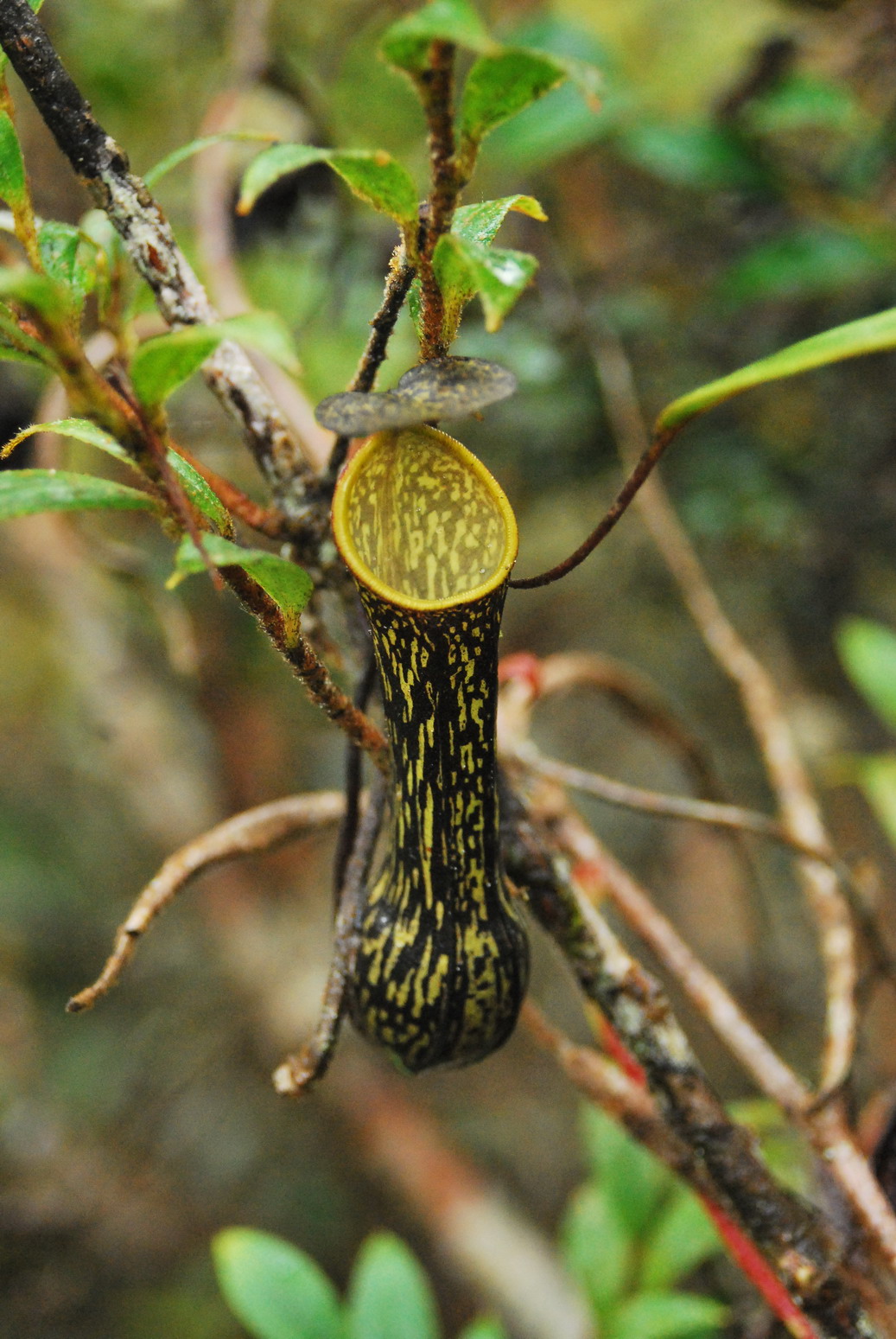Nepenthes mikei — the trap in close-up