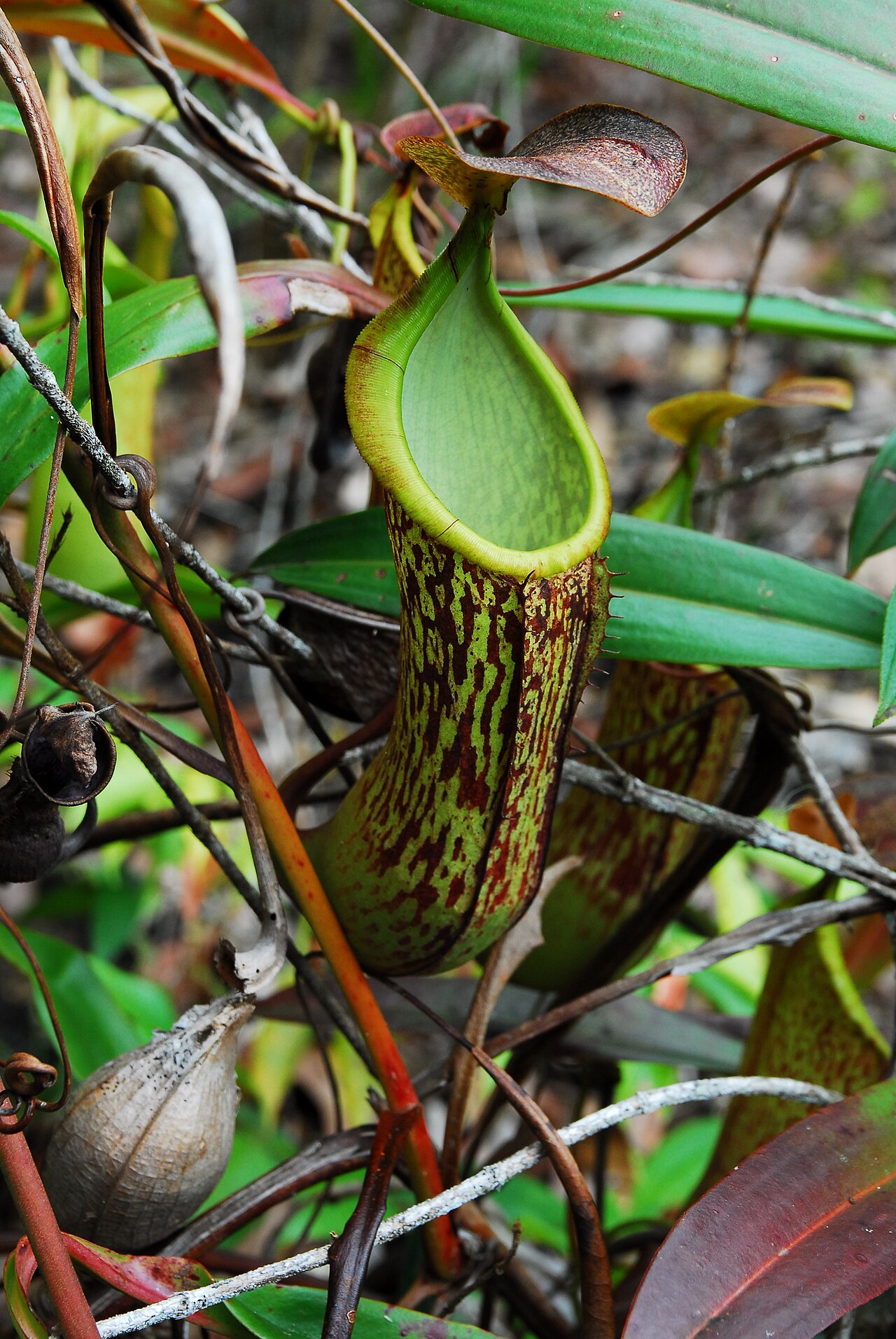 Nepenthes mindanaoensis