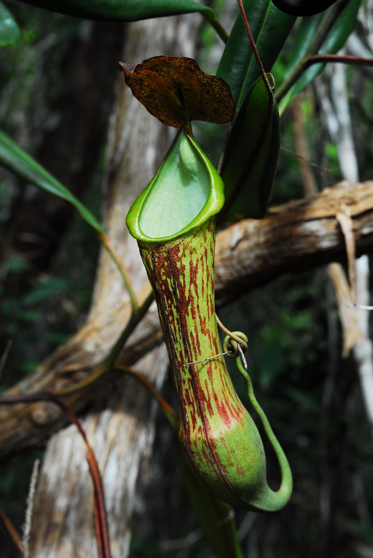 Nepenthes mindanaoensis — la trampa de cerca
