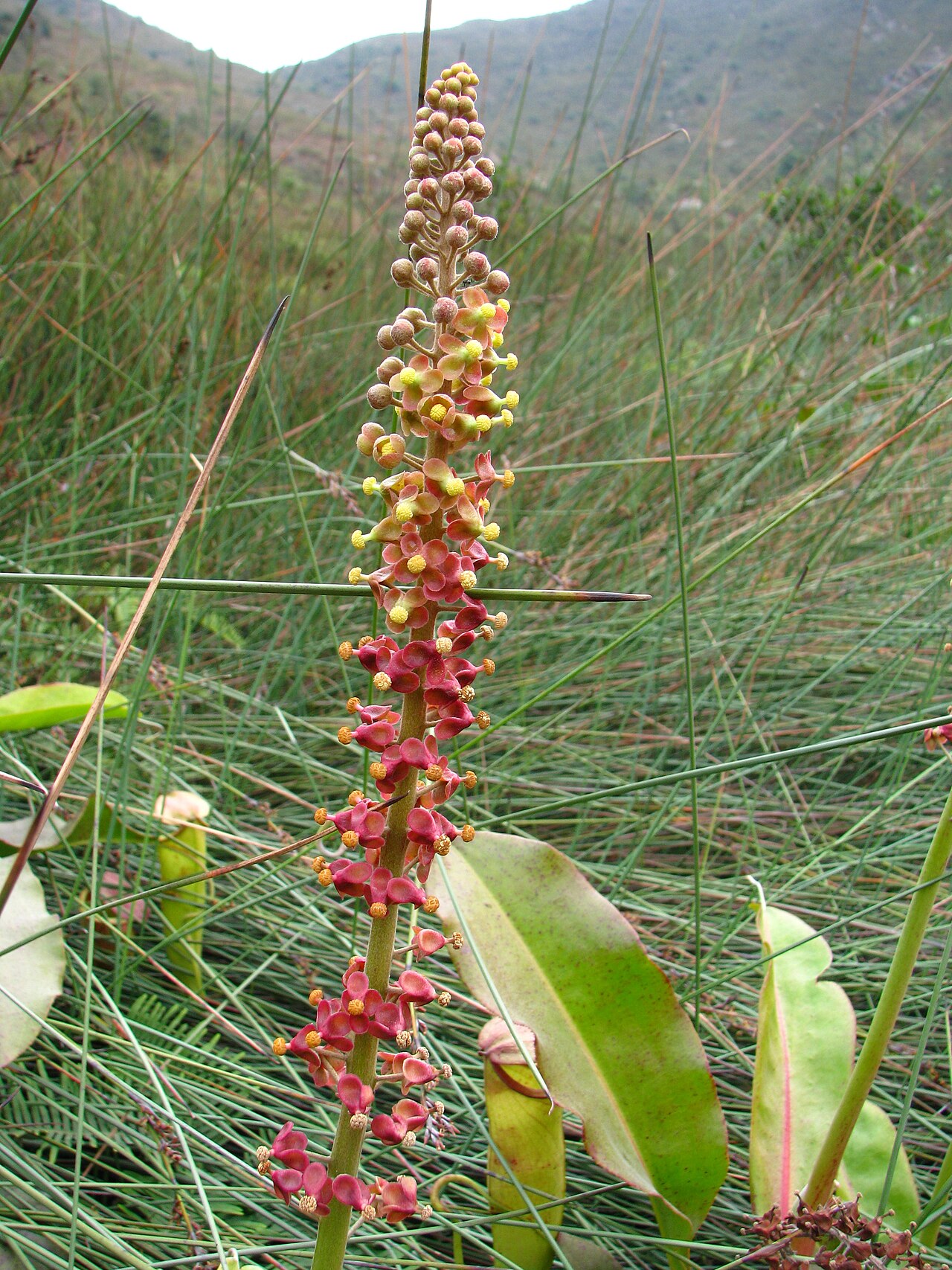 Nepenthes mirabilis — the flower