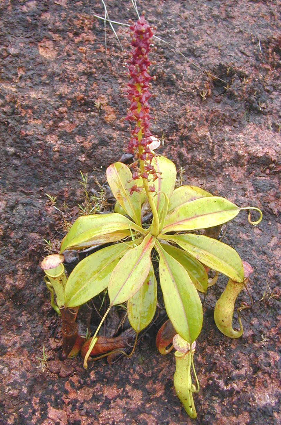 Nepenthes mirabilis