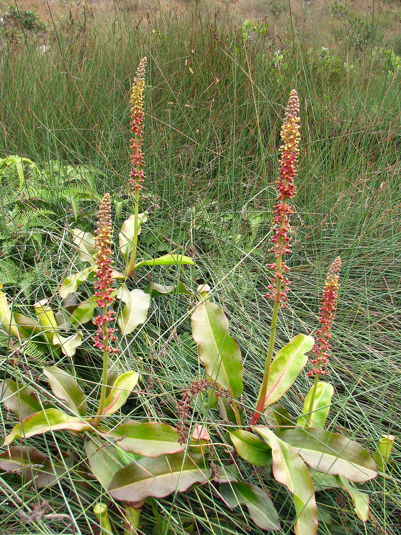 Nepenthes mirabilis — the habitat