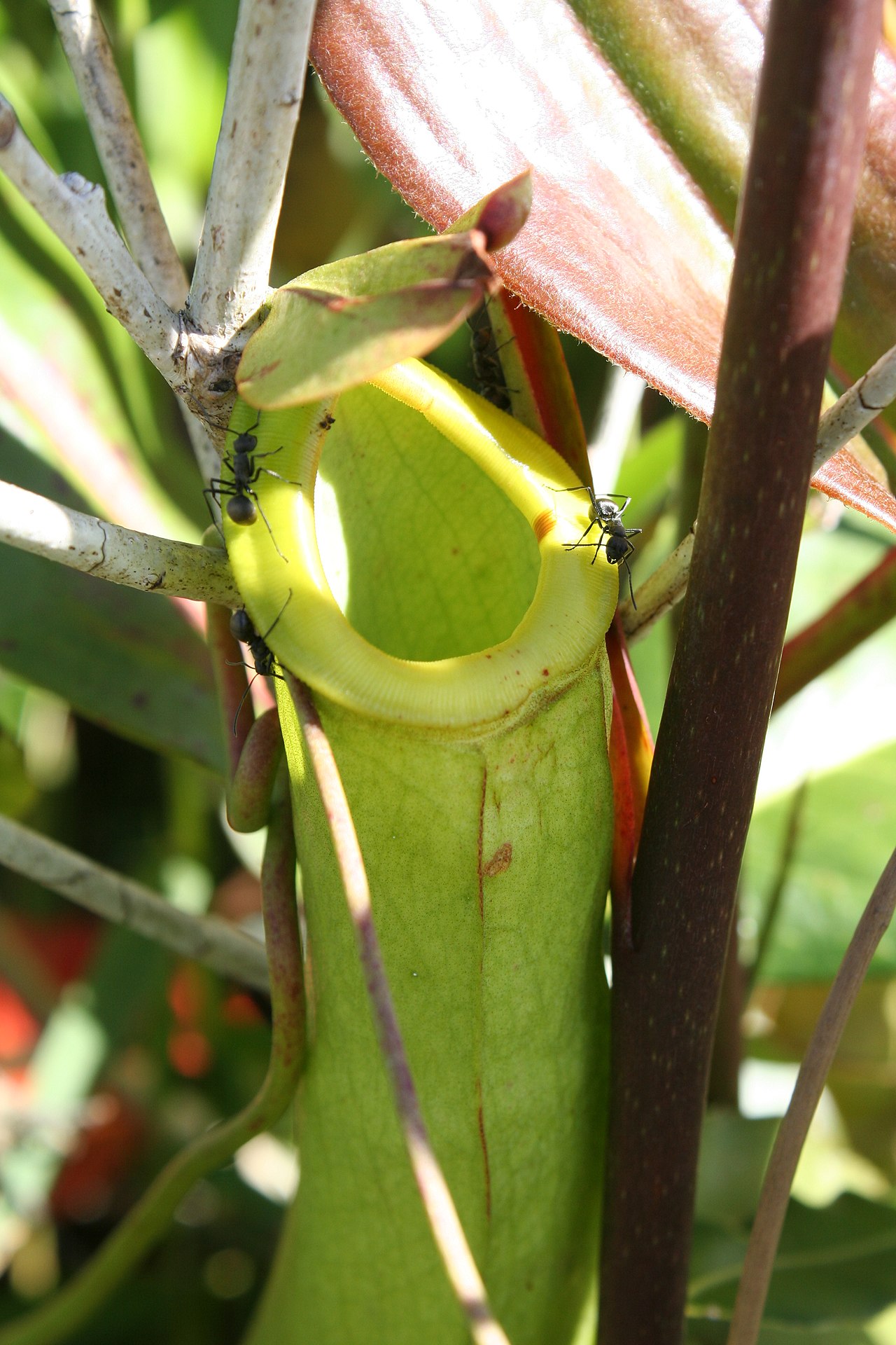 Nepenthes mirabilis — the trap in close-up