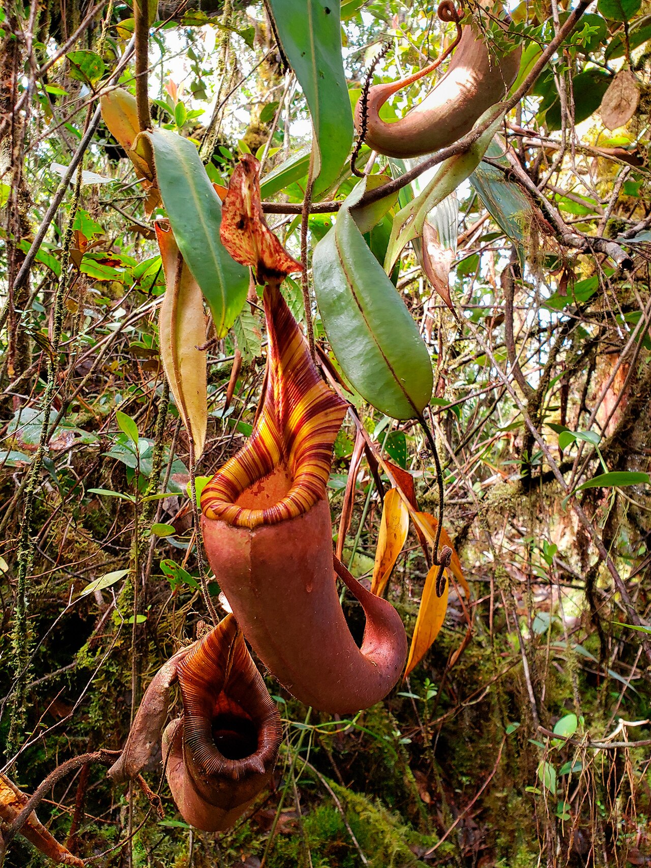 Nepenthes mollis