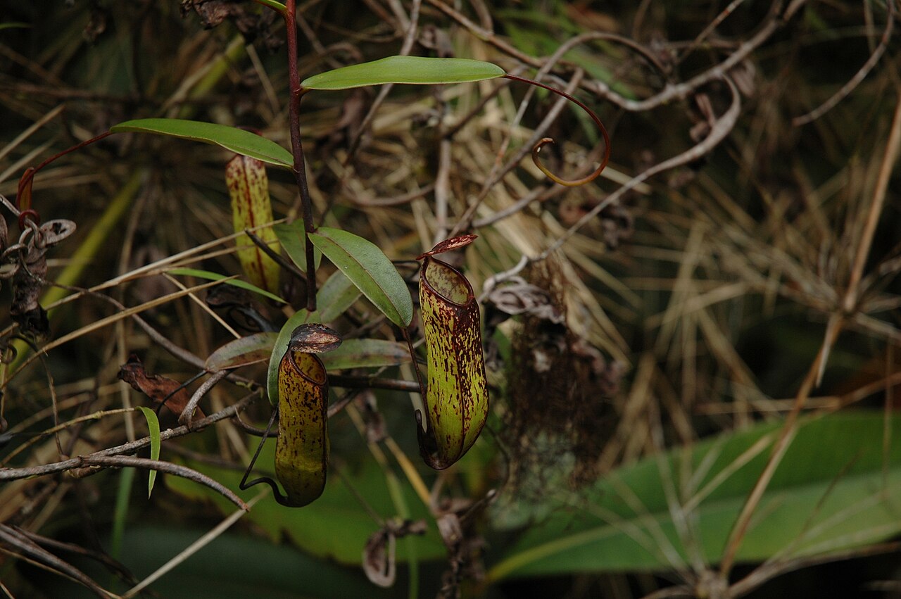 Nepenthes muluensis — the habitat