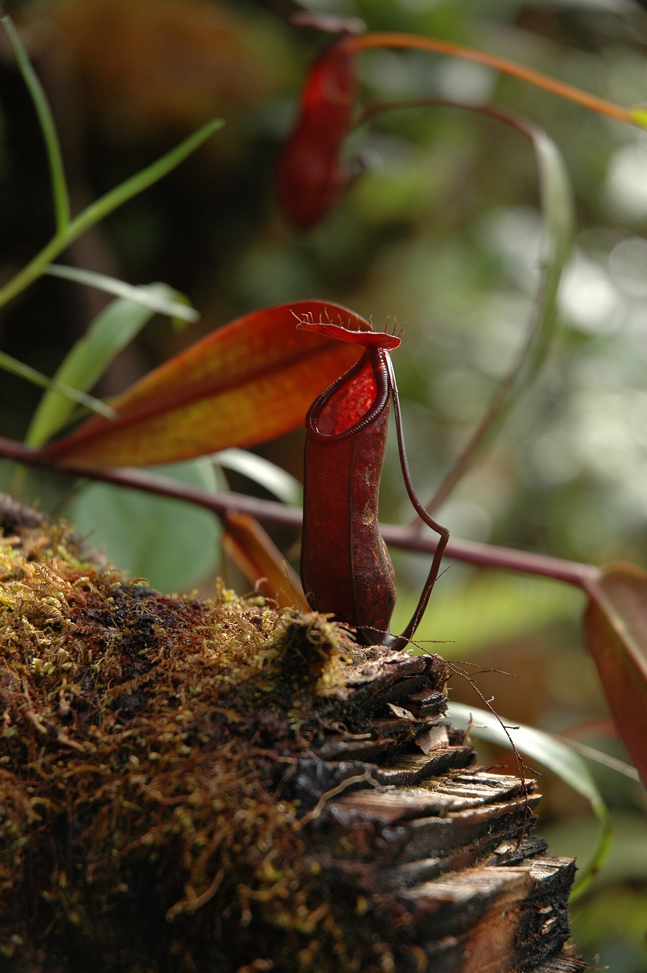 Nepenthes muluensis — the trap in close-up