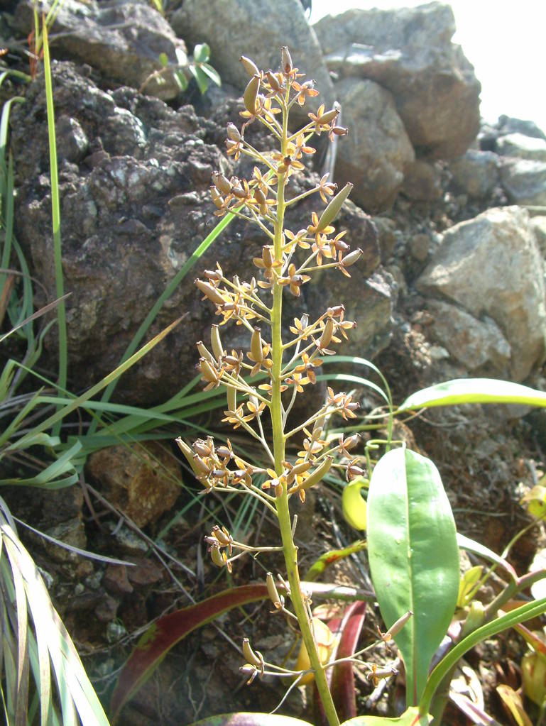Nepenthes neoguineensis — la flor