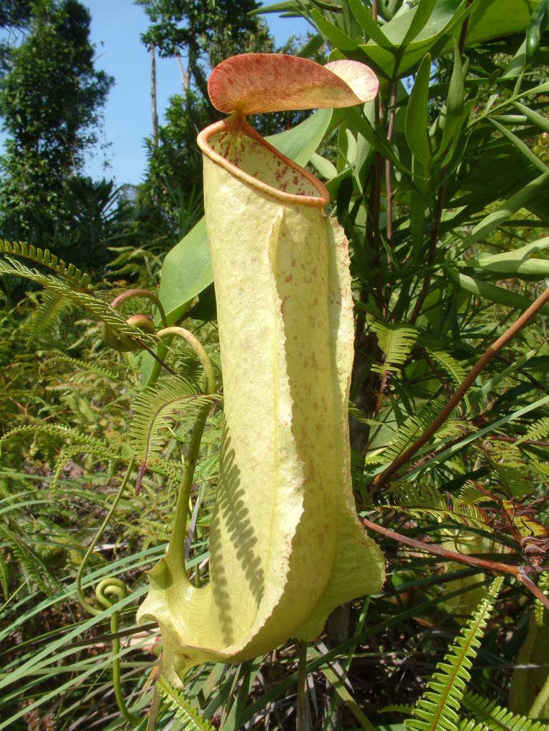 Nepenthes neoguineensis — la trampa de cerca
