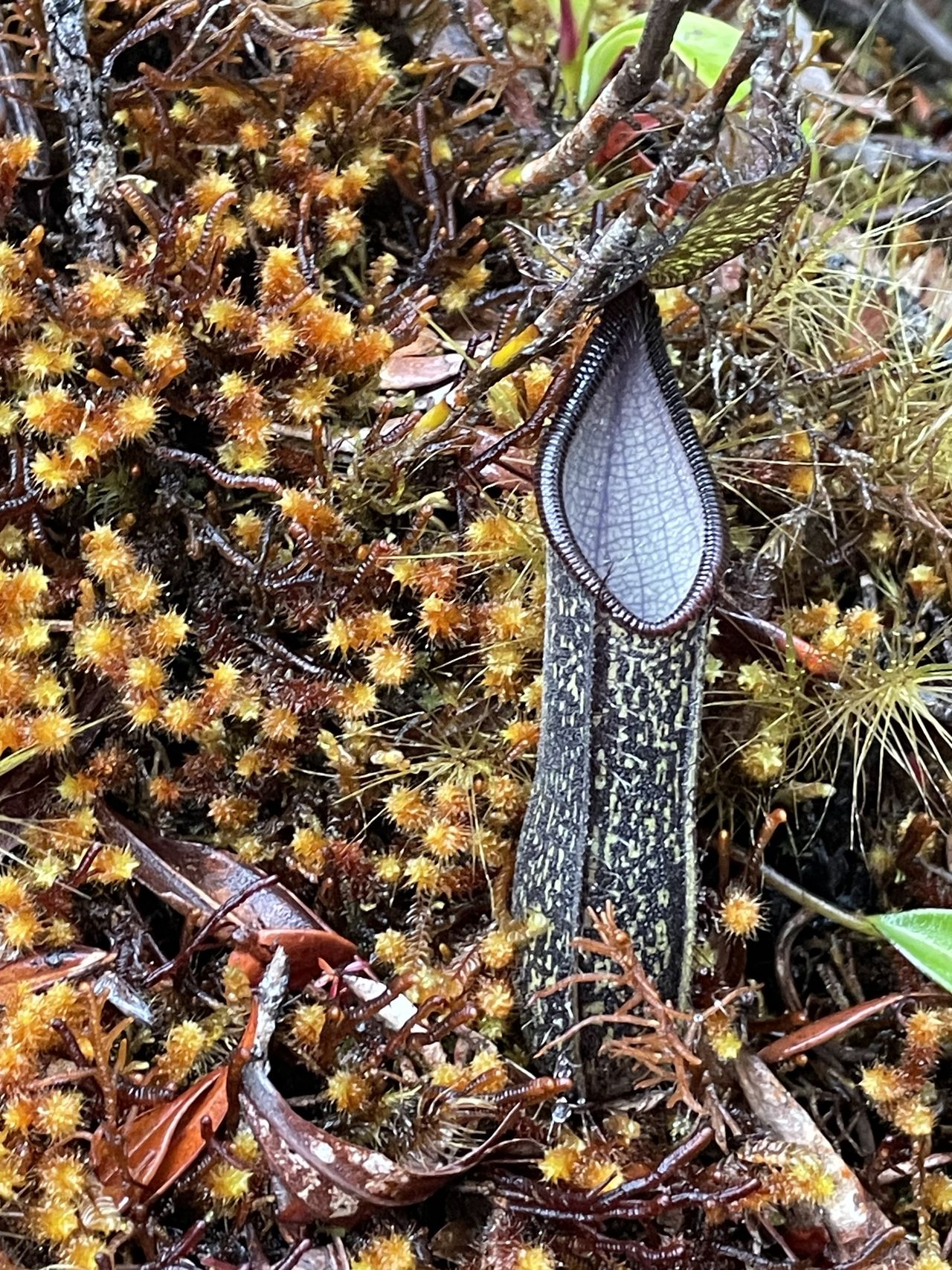 Nepenthes nigra