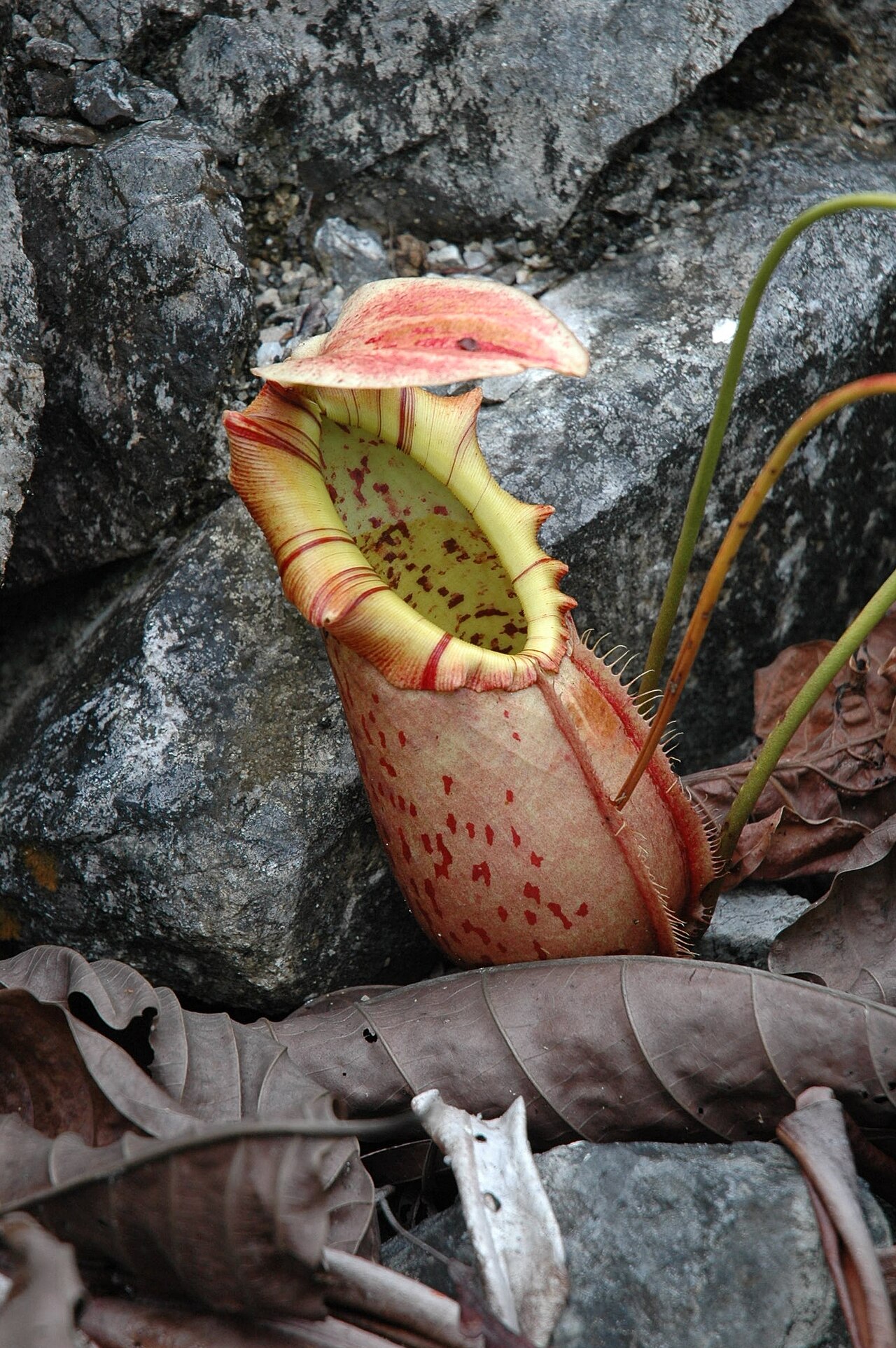 Nepenthes northiana