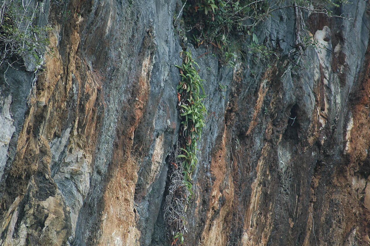 Nepenthes northiana — de standplaats