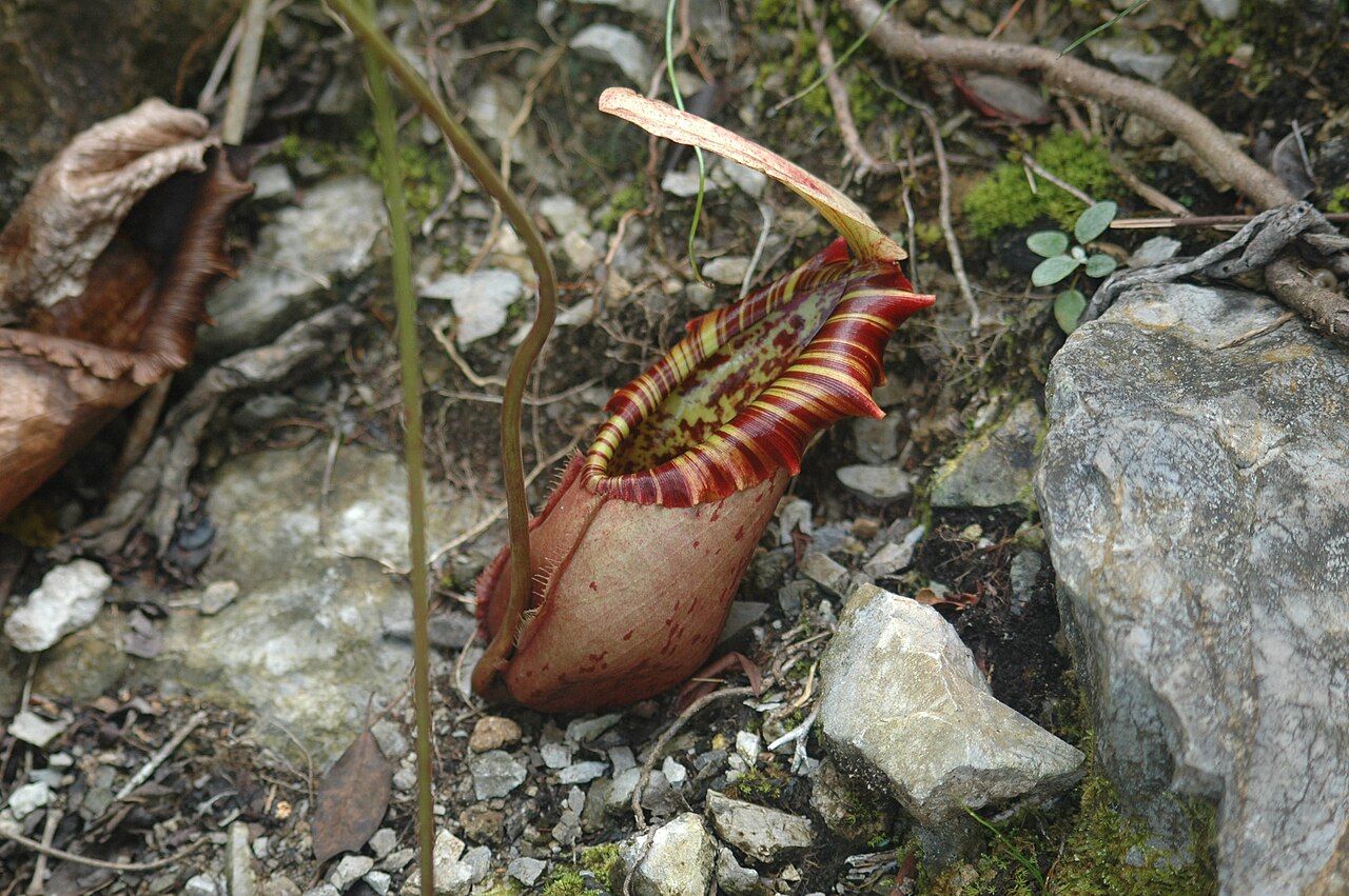 Nepenthes northiana — de val van dichtbij