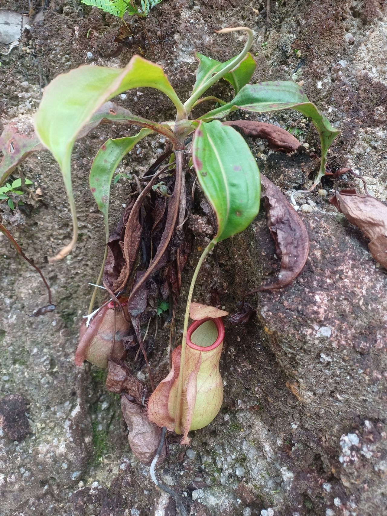 Nepenthes orbiculata