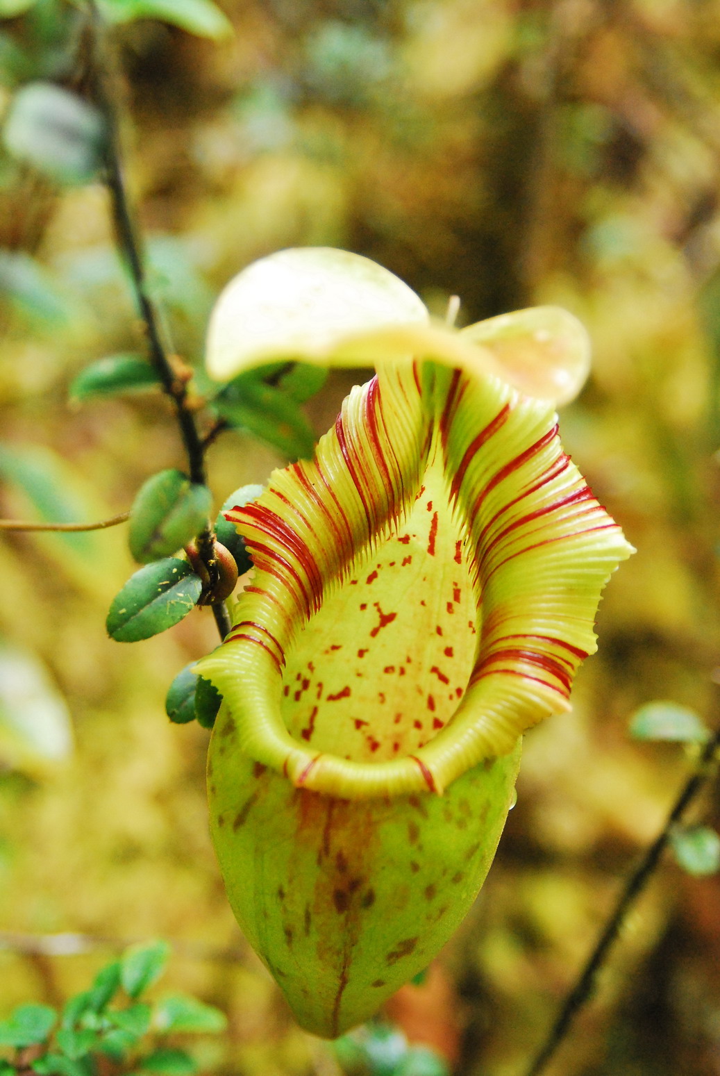 Nepenthes ovata