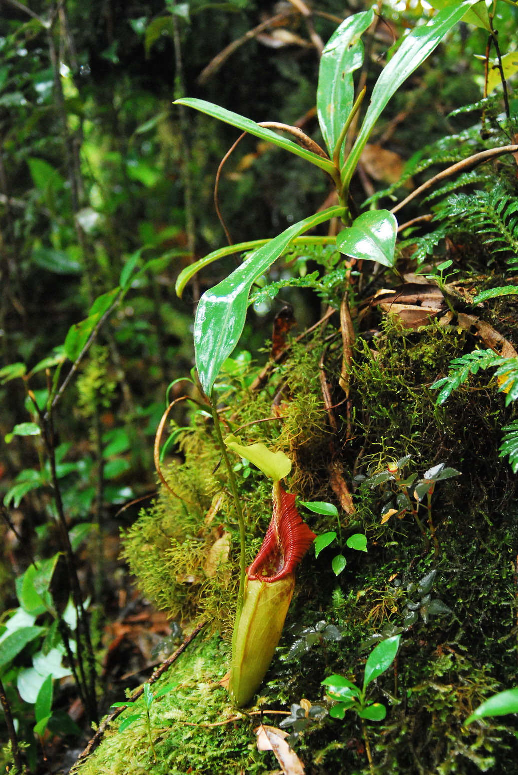 Nepenthes ovata — el hábitat