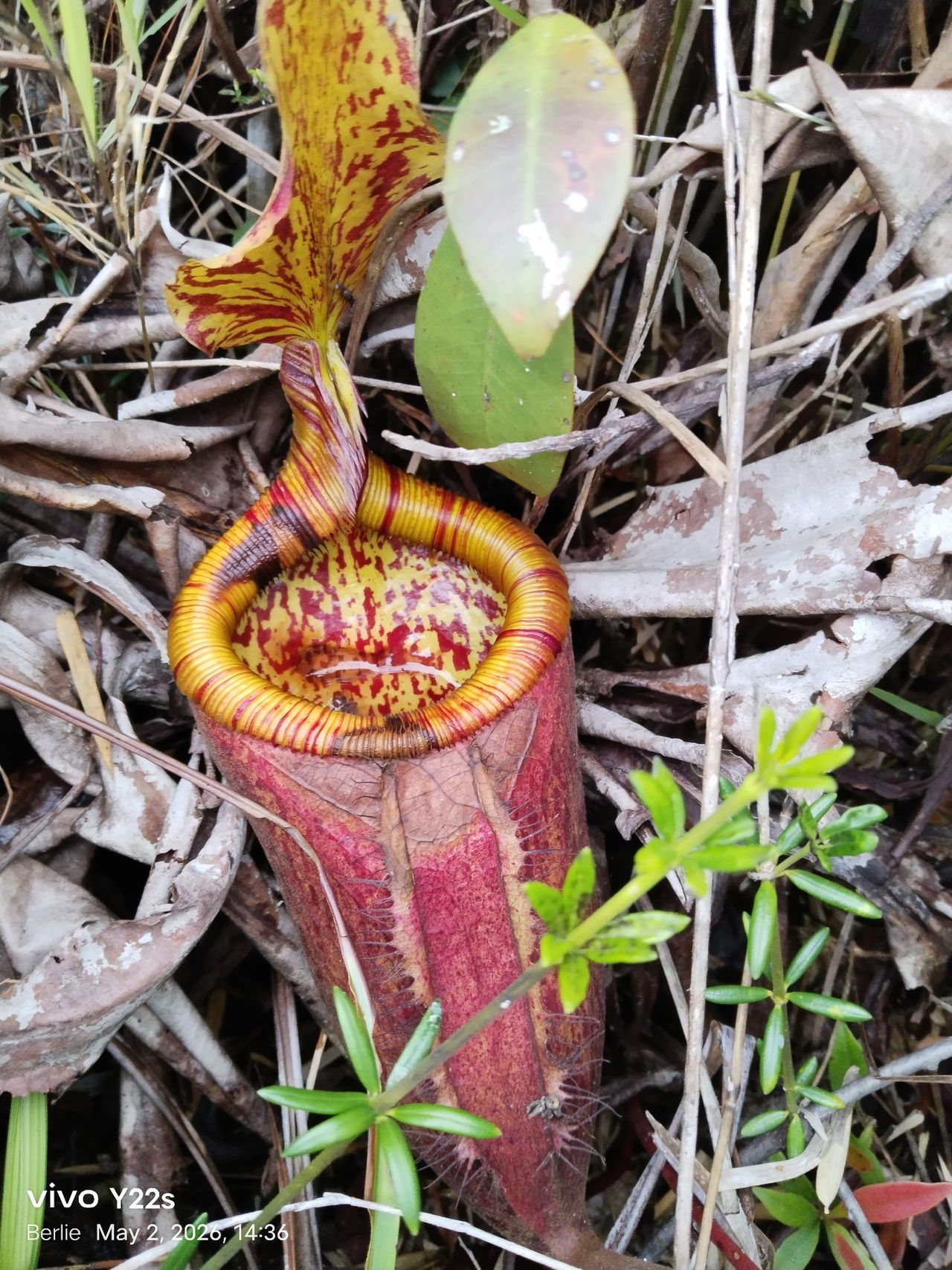 Nepenthes palawanensis