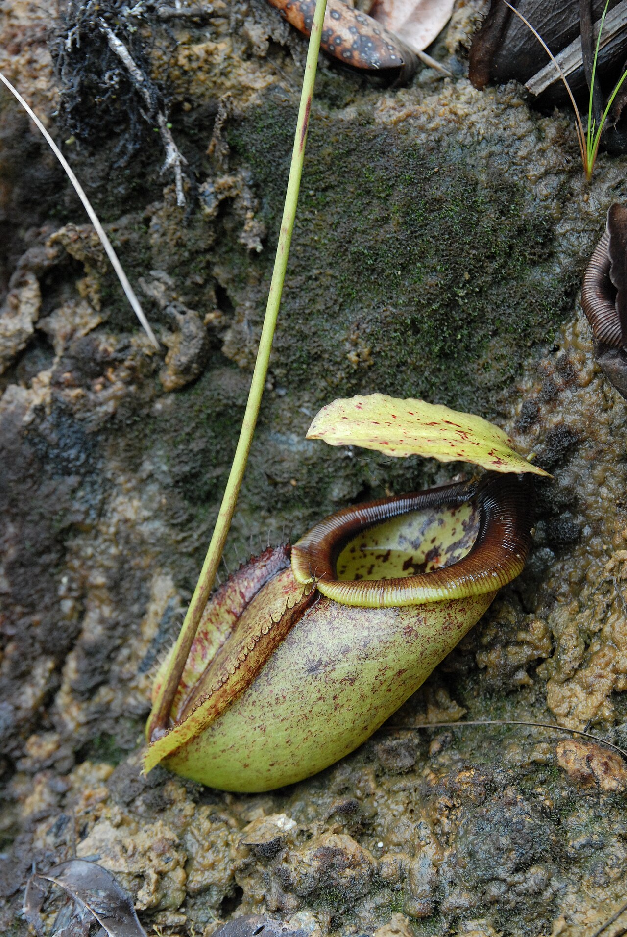 Nepenthes paniculata