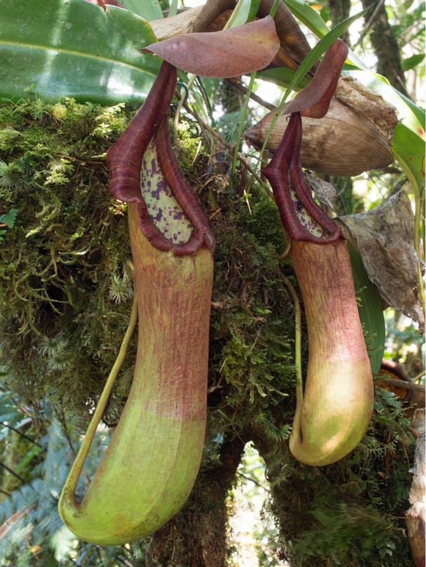 Nepenthes pantaronensis