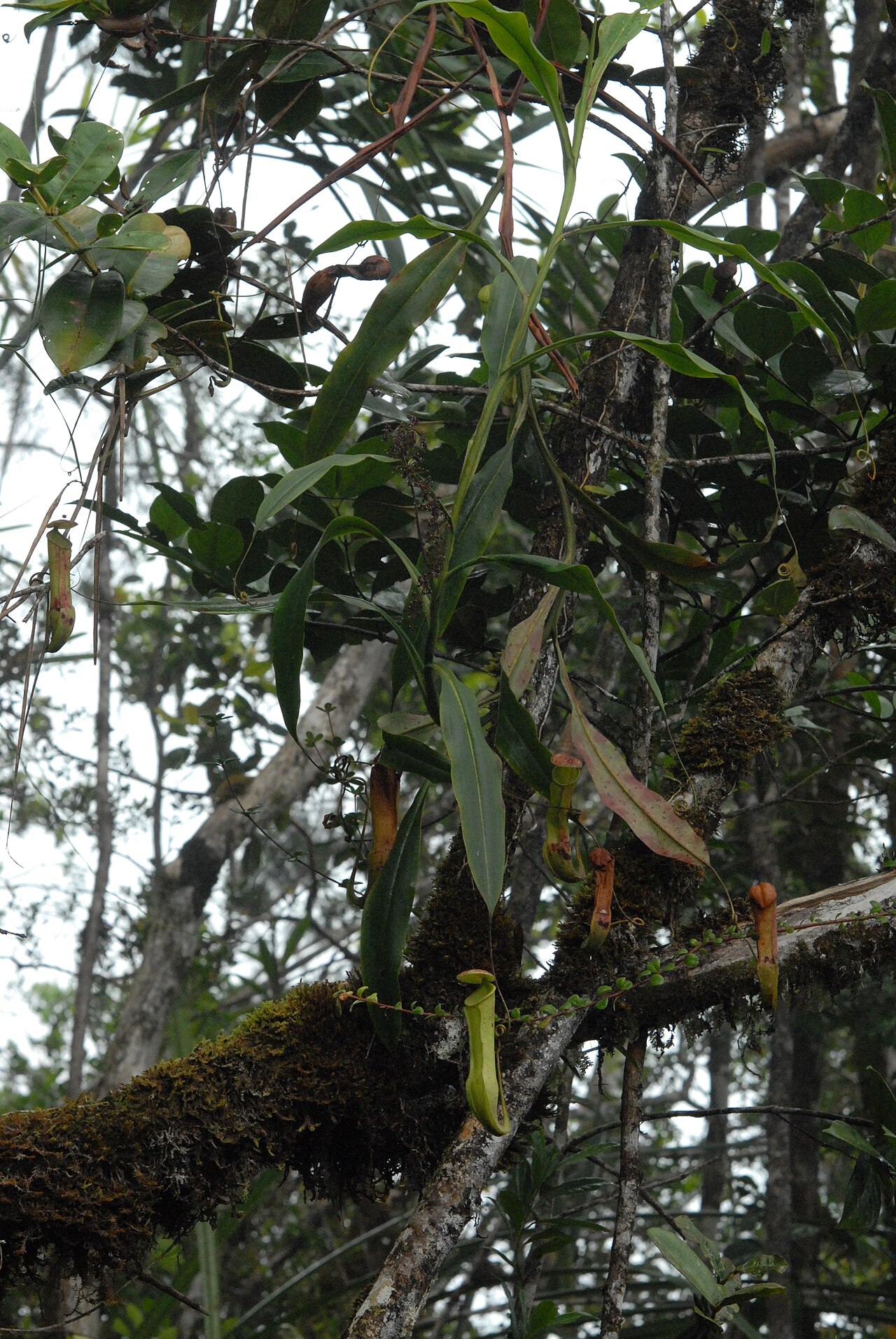 Nepenthes papuana