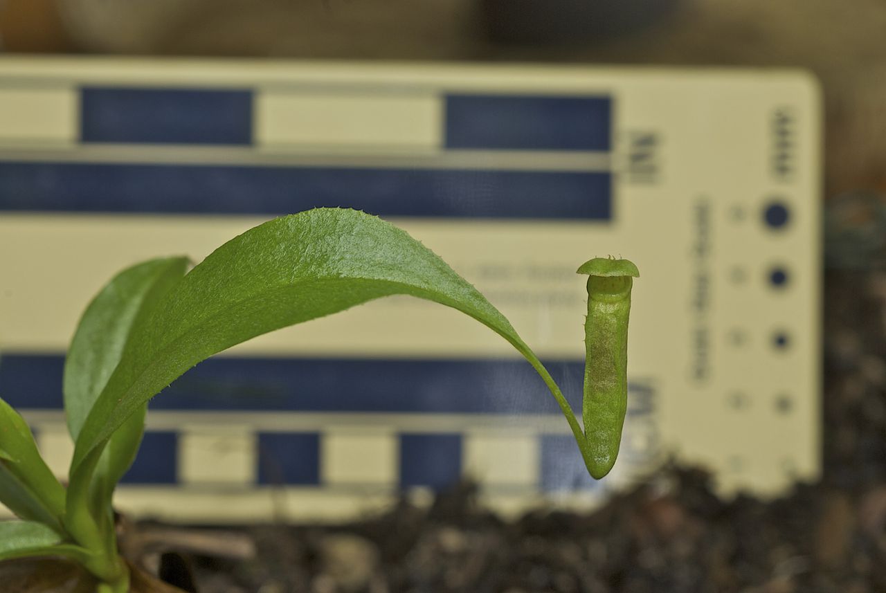 Nepenthes parvula