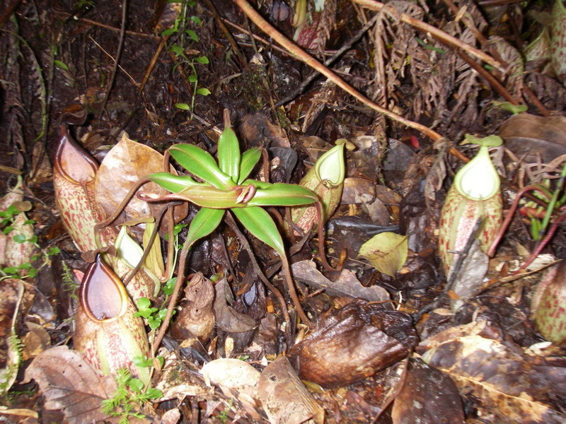 Nepenthes pectinata