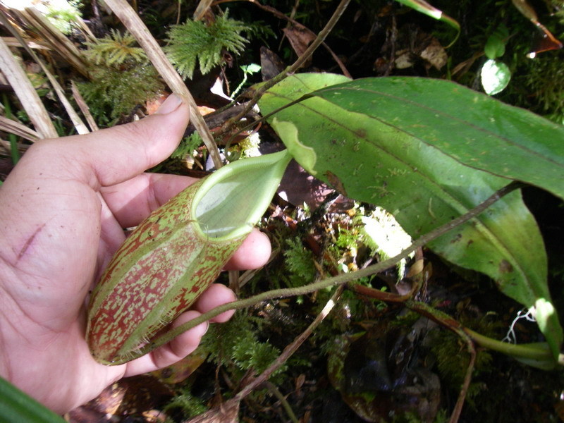 Nepenthes pectinata — the trap in close-up