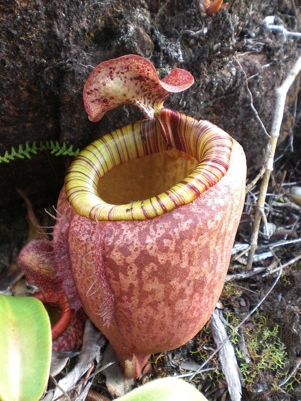 Nepenthes peltata