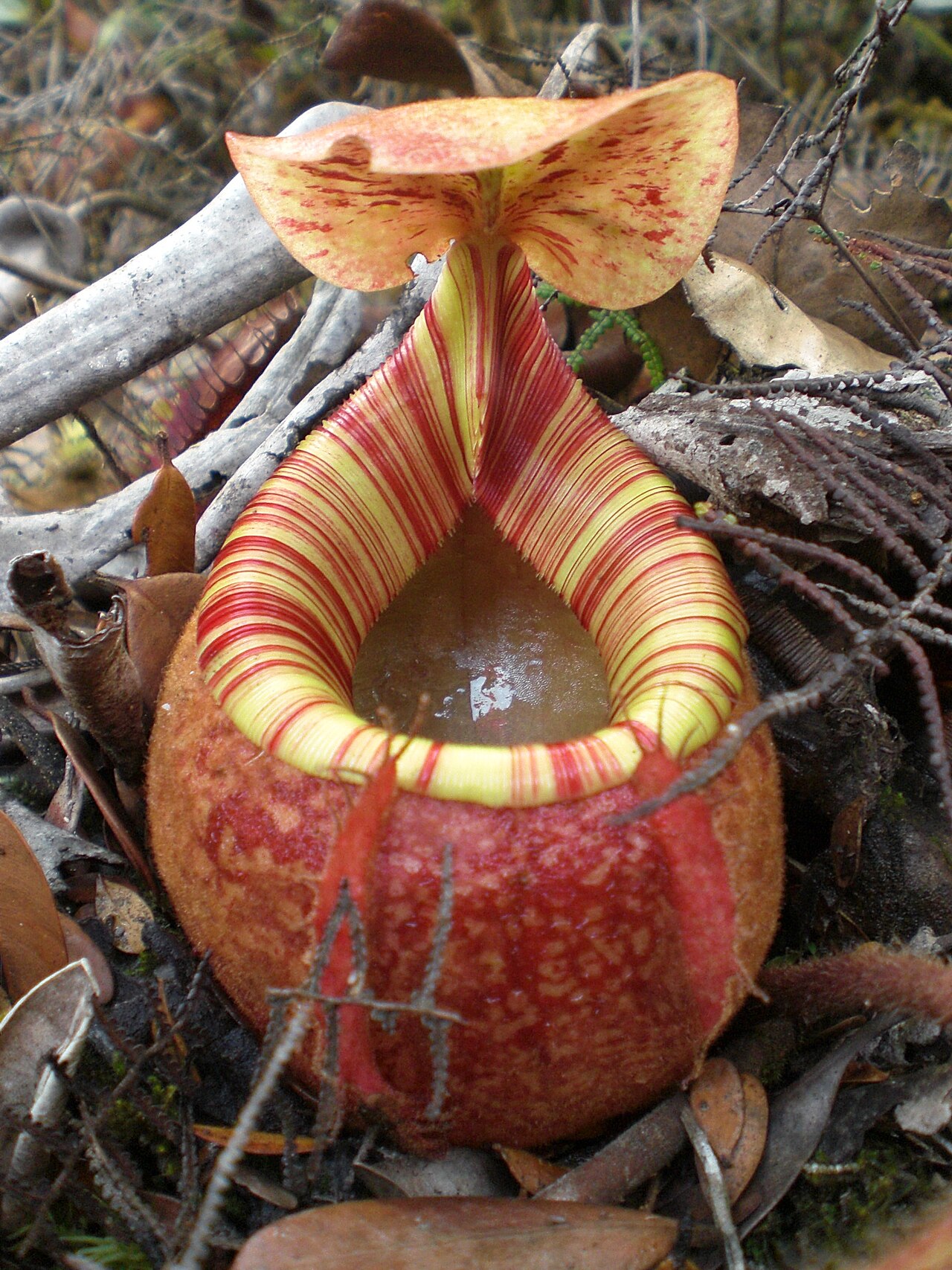 Nepenthes peltata — la trampa de cerca