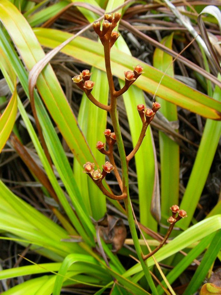 Nepenthes pervillei — la flor