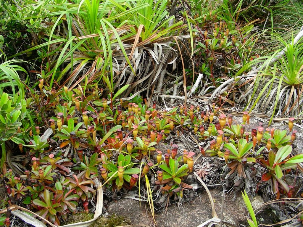 Nepenthes pervillei