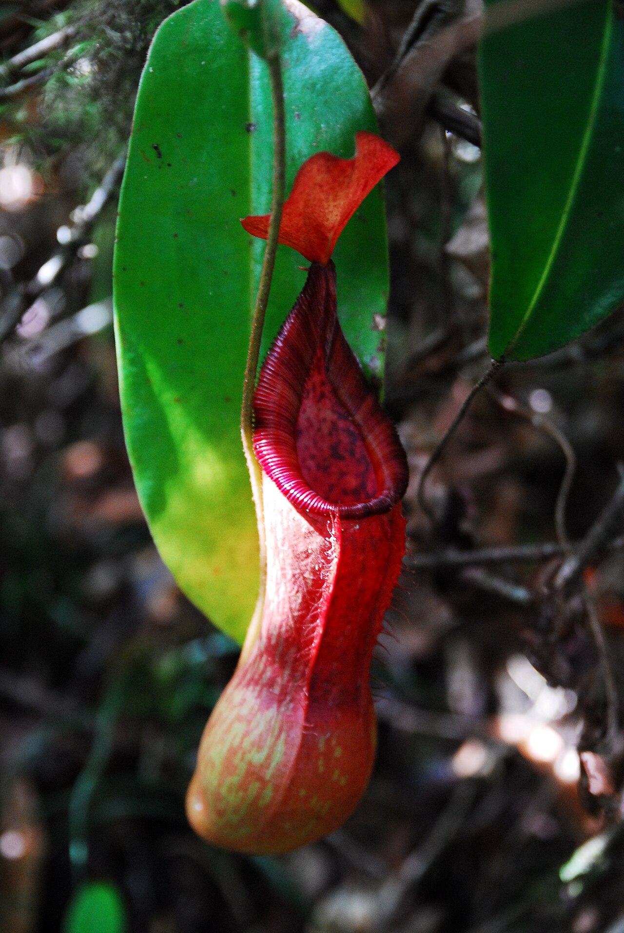 Nepenthes petiolata