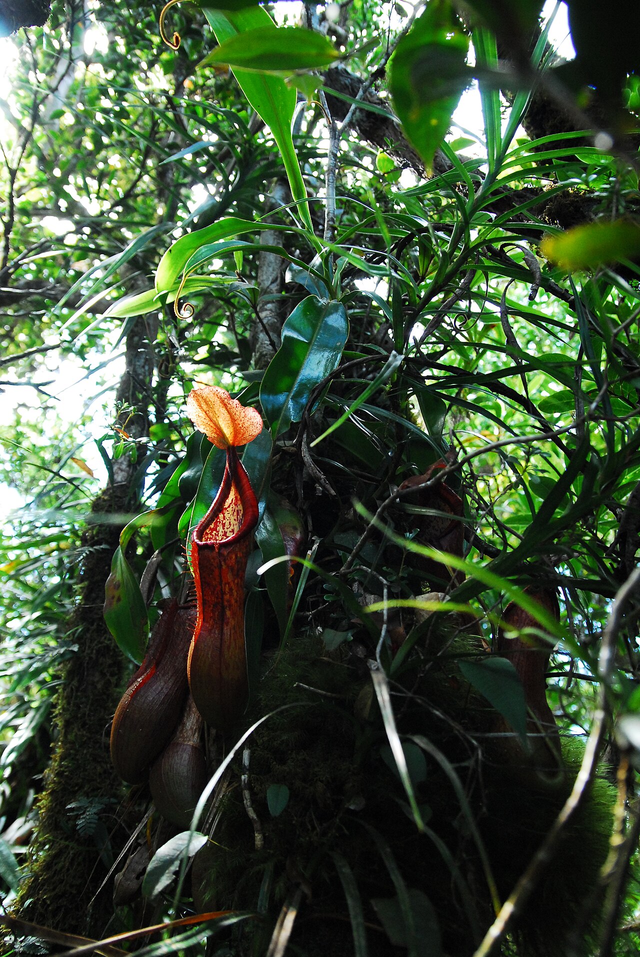 Nepenthes petiolata — the habitat
