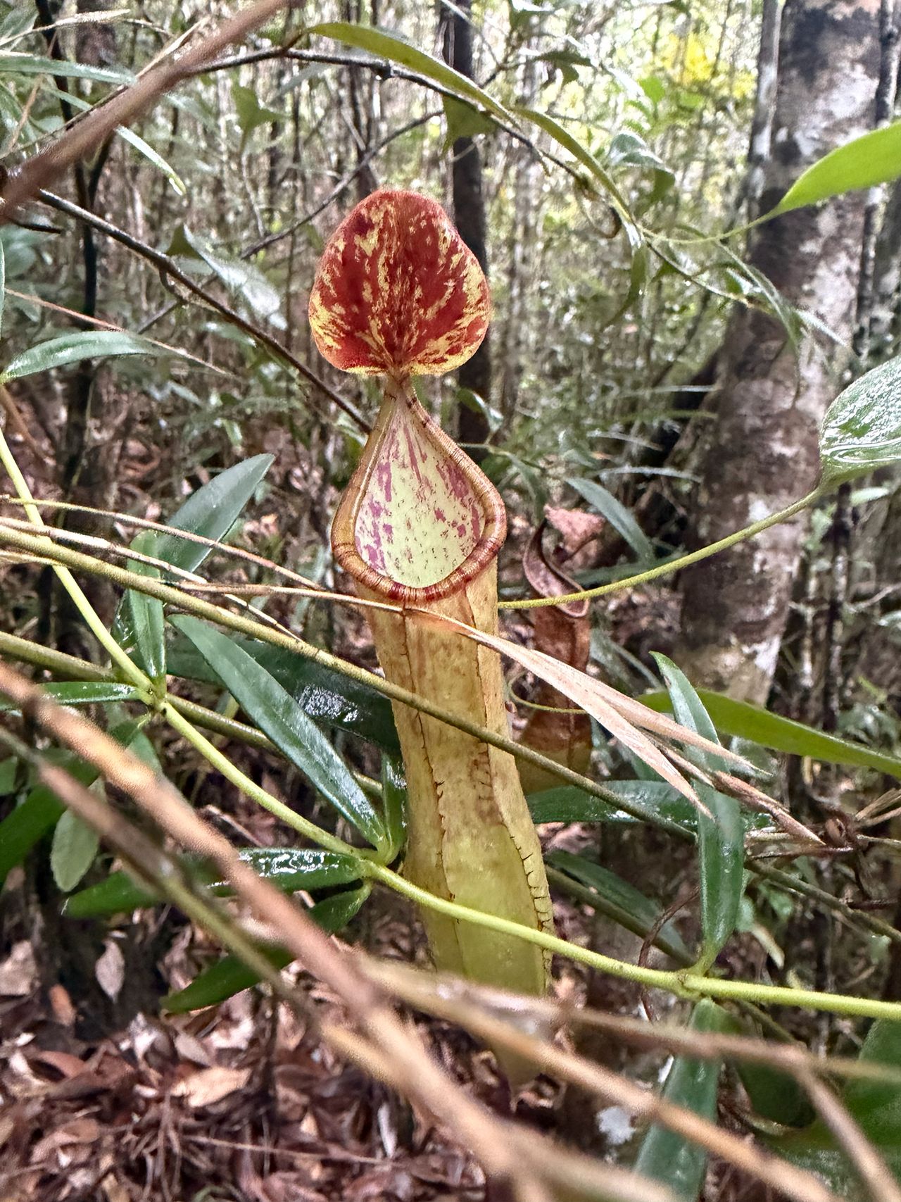 Nepenthes philippinensis