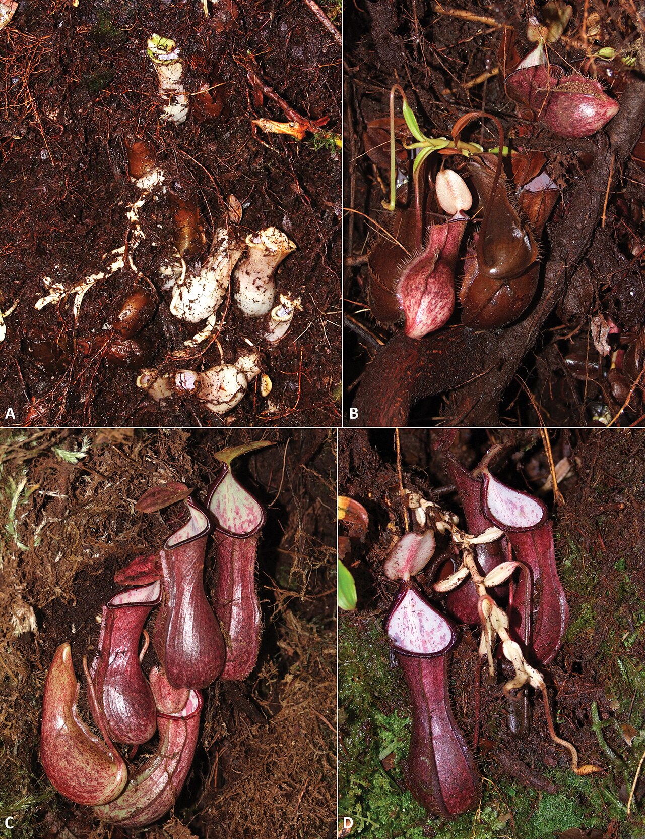 Nepenthes pudica