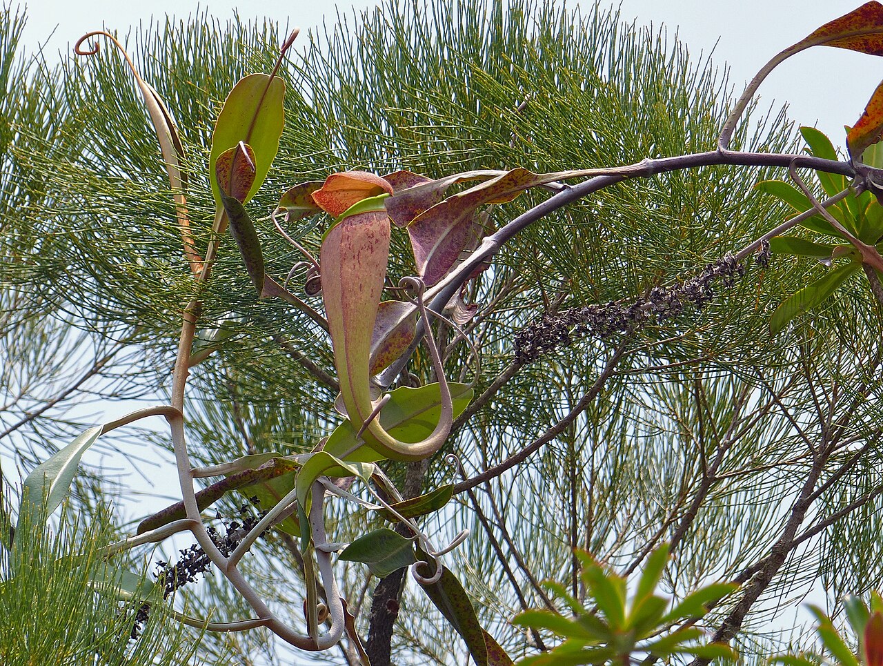 Nepenthes rafflesiana