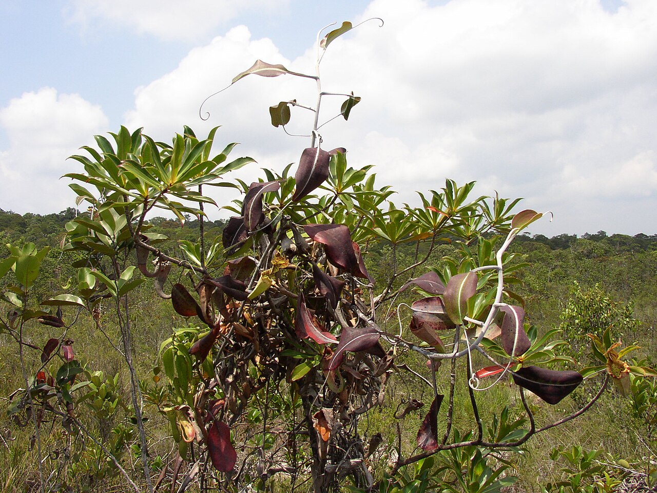 Nepenthes rafflesiana — de standplaats
