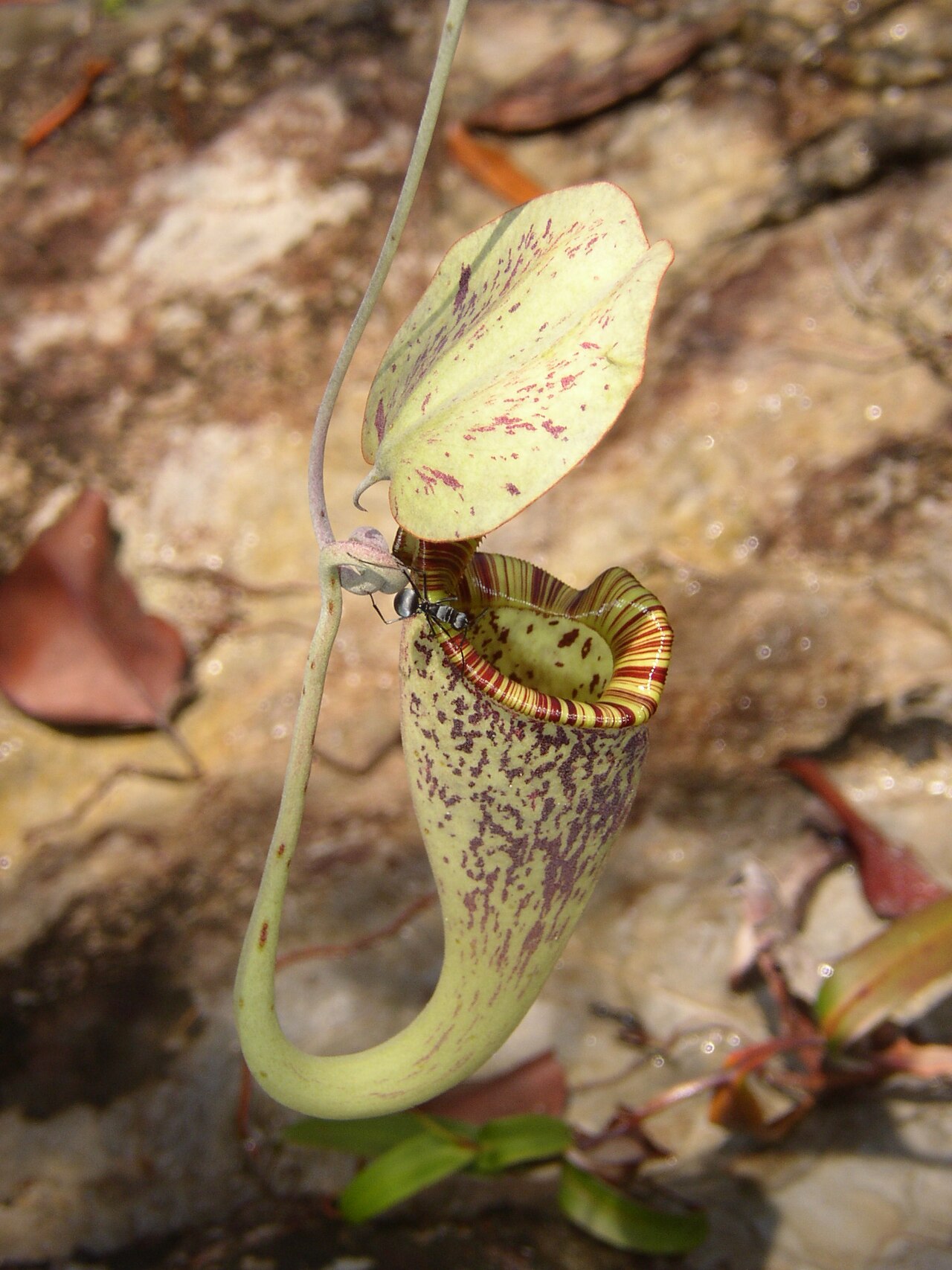 Nepenthes rafflesiana — de val van dichtbij