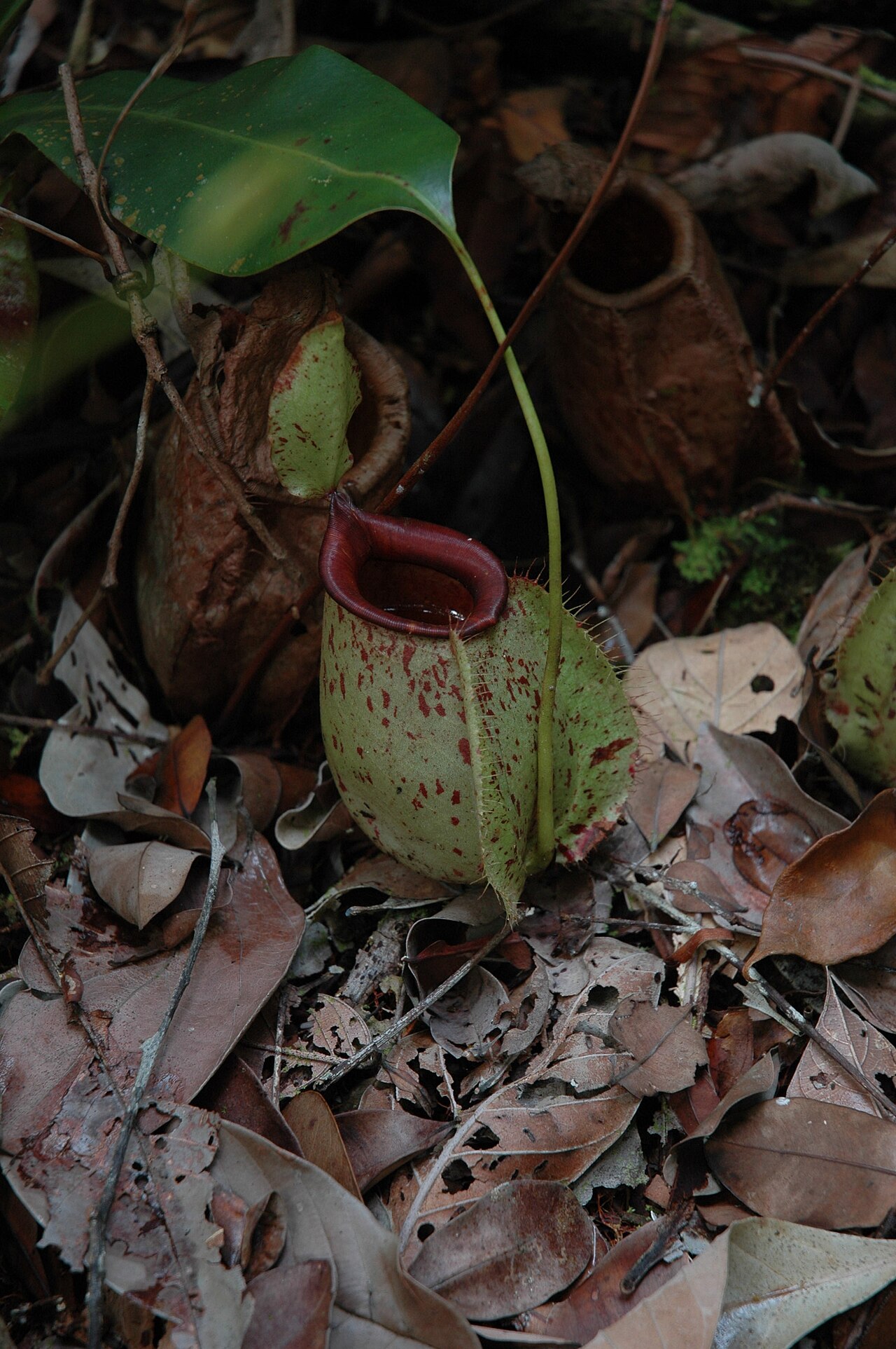 Nepenthes rafflesiana — n. ×hookeriana — gedrongen ampullaria-beker met brede, rode rand van rafflesiana
