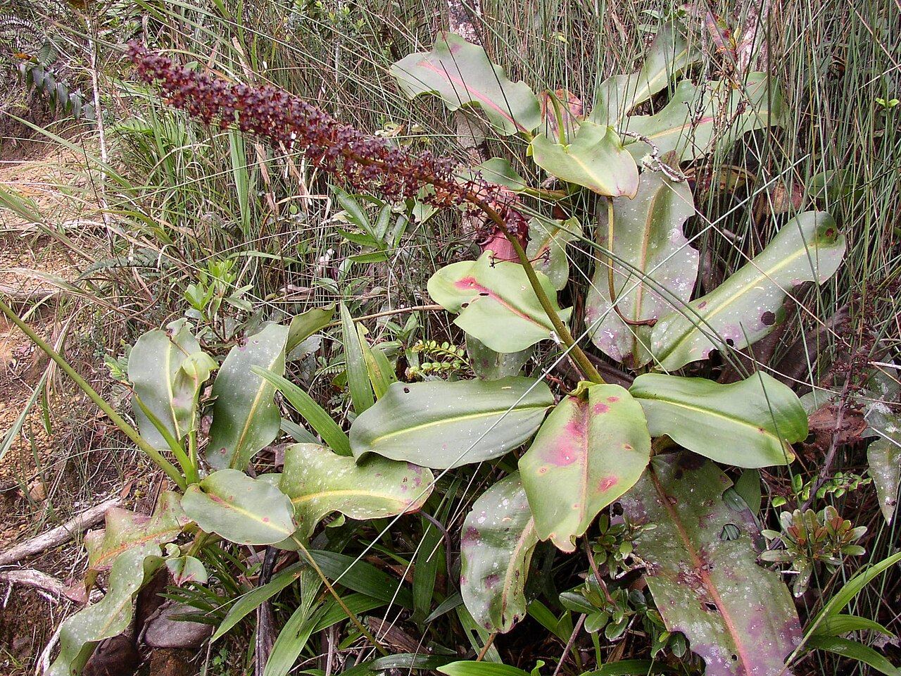 Nepenthes rajah — la flor