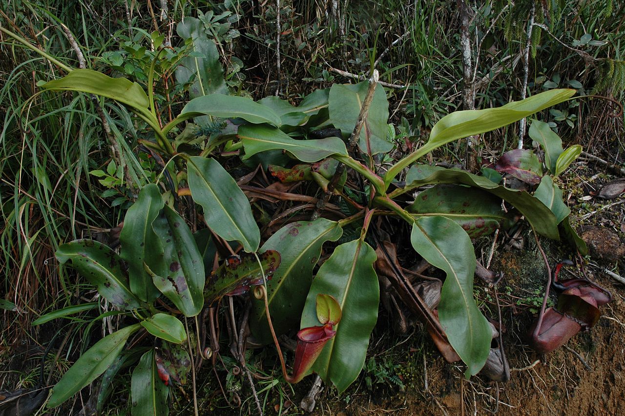 Nepenthes rajah — el hábitat