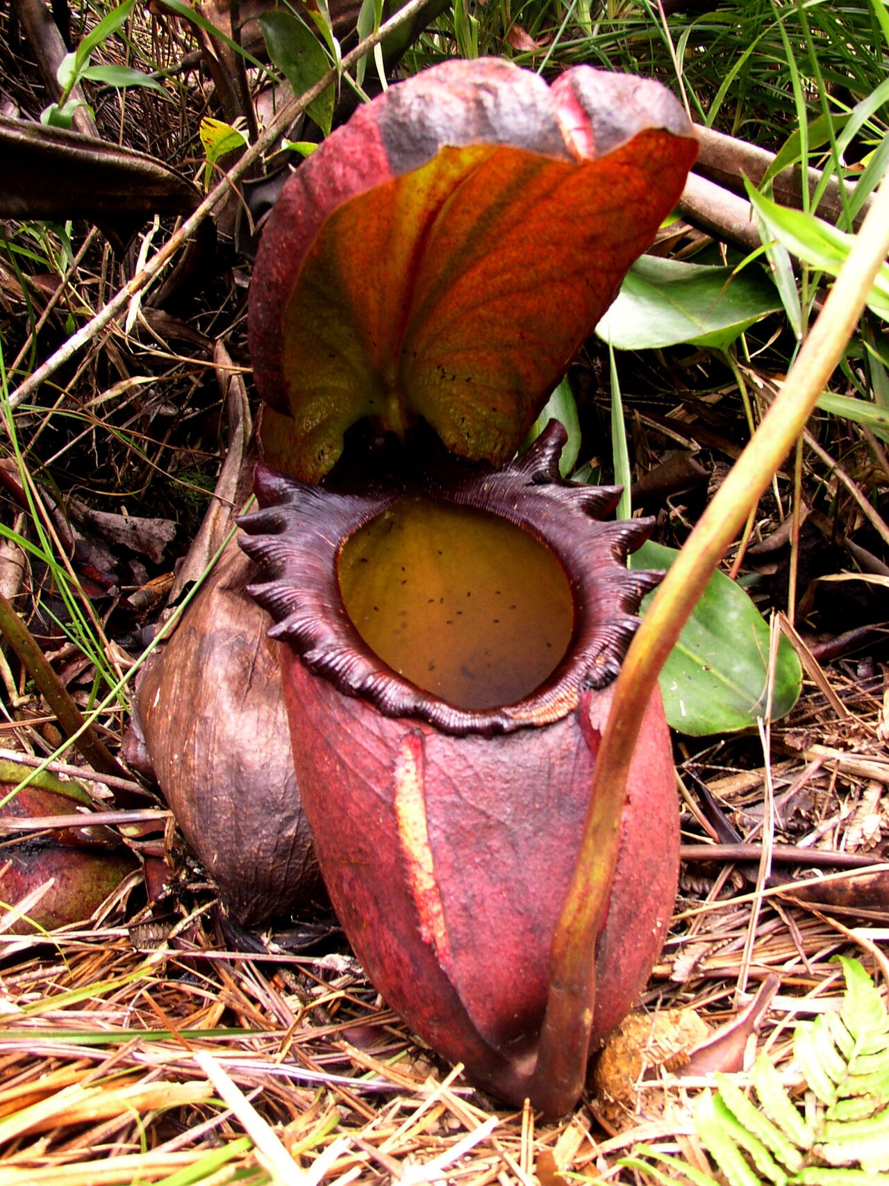 Nepenthes rajah — la trampa de cerca