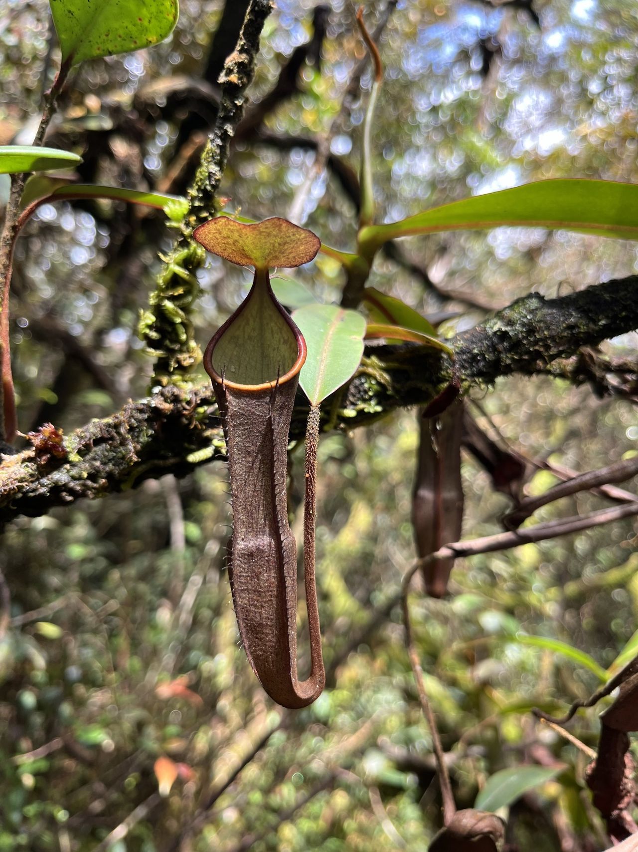 Nepenthes ramispina