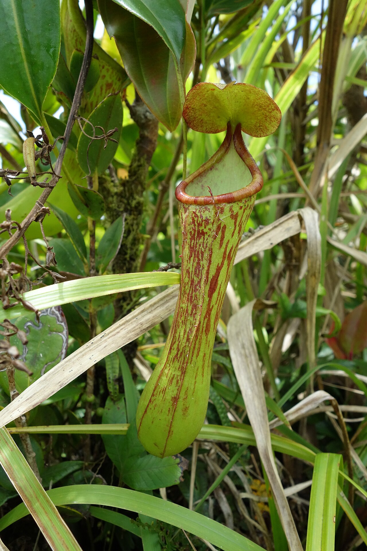 Nepenthes ramos