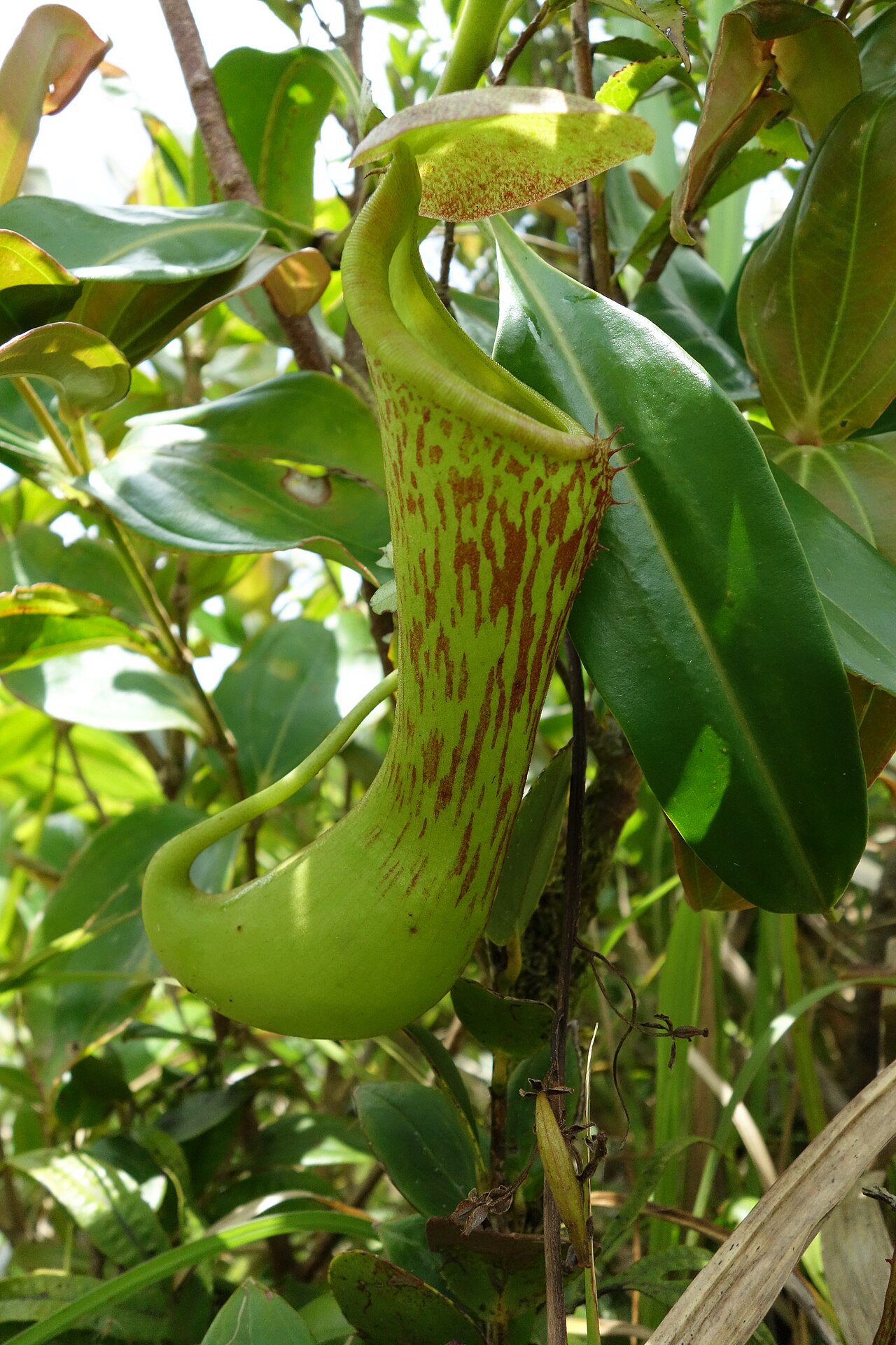 Nepenthes ramos — la trampa de cerca
