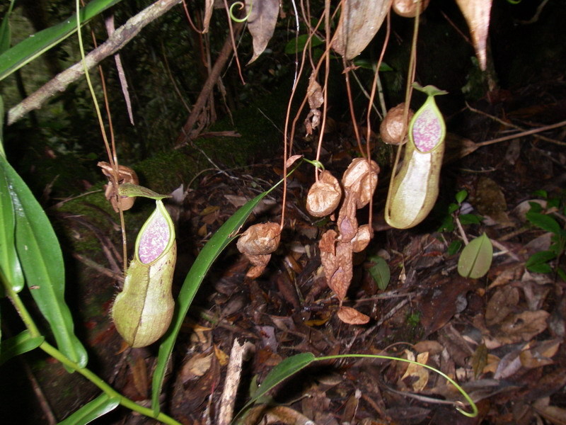 Nepenthes rhombicaulis