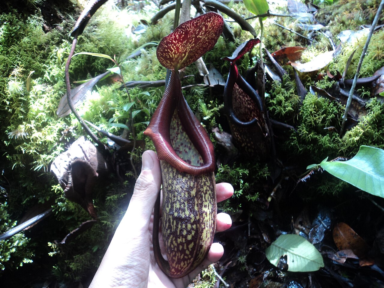 Nepenthes rigidifolia