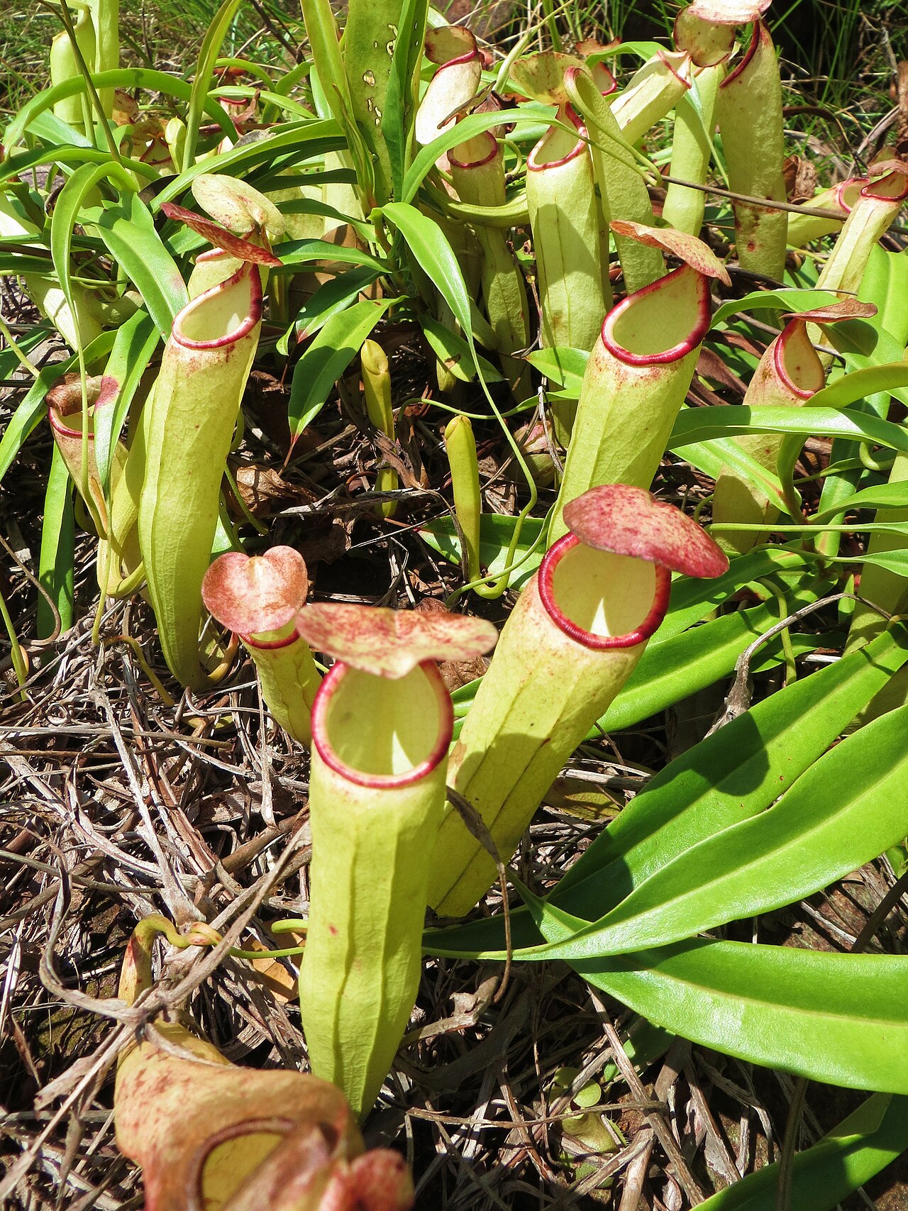 Nepenthes rosea