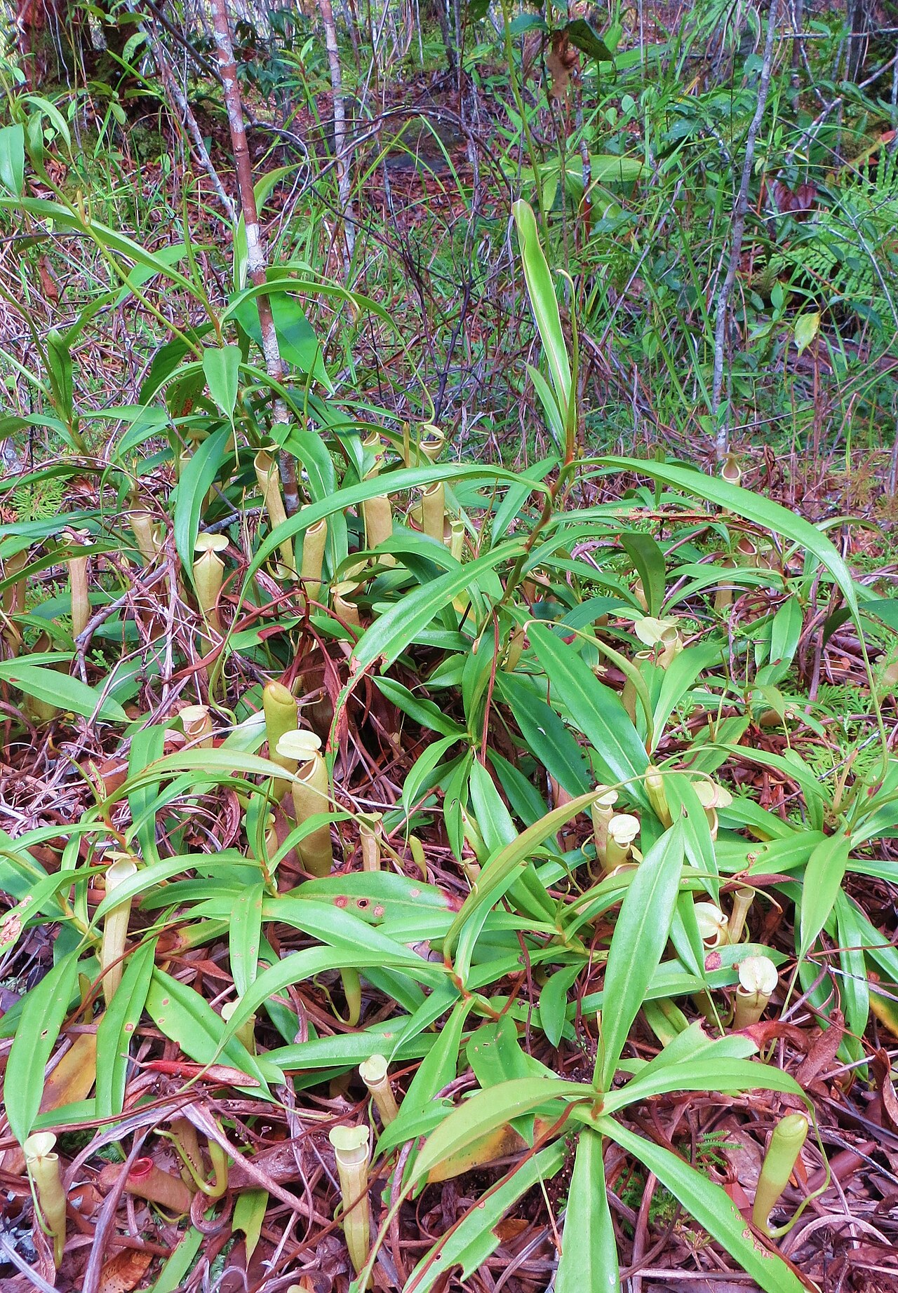 Nepenthes rosea — el hábitat