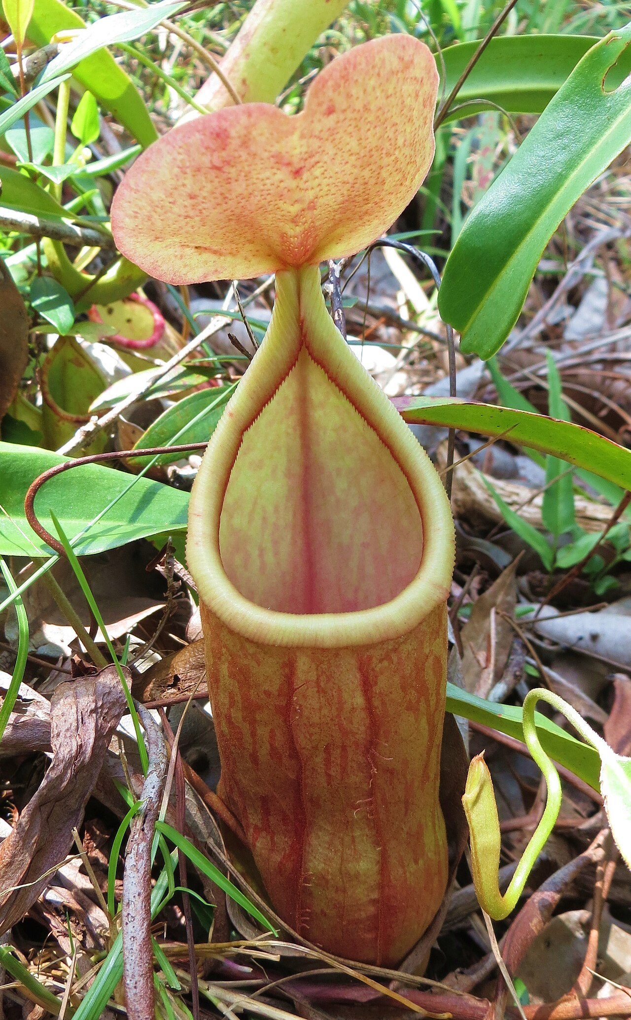 Nepenthes rosea — la trampa de cerca