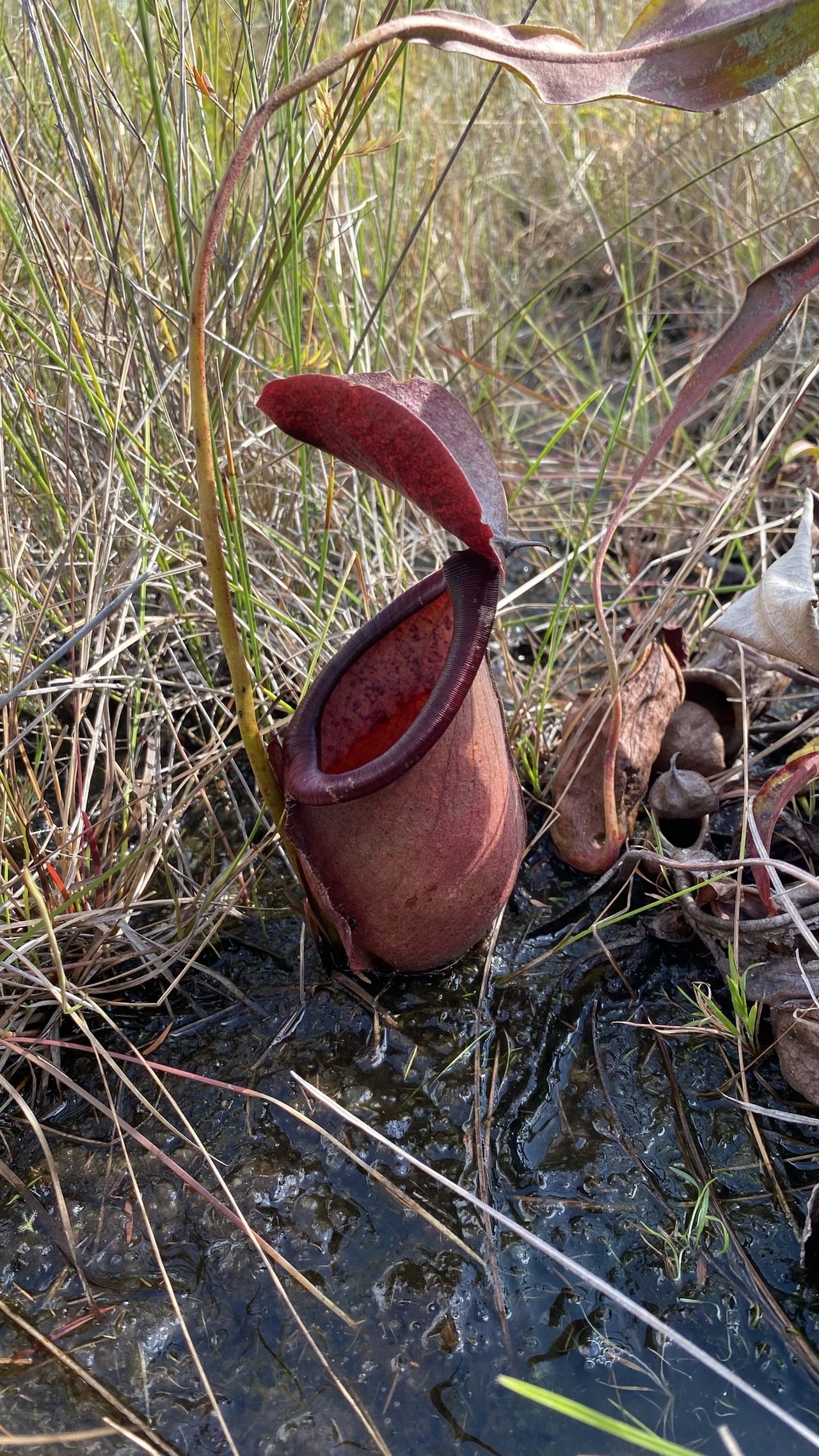 Nepenthes rowaniae